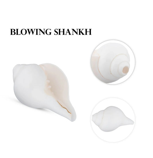 Blowing Shankh - 2.5 x 5.5 Inches | Shankh, Shankha for Pooja